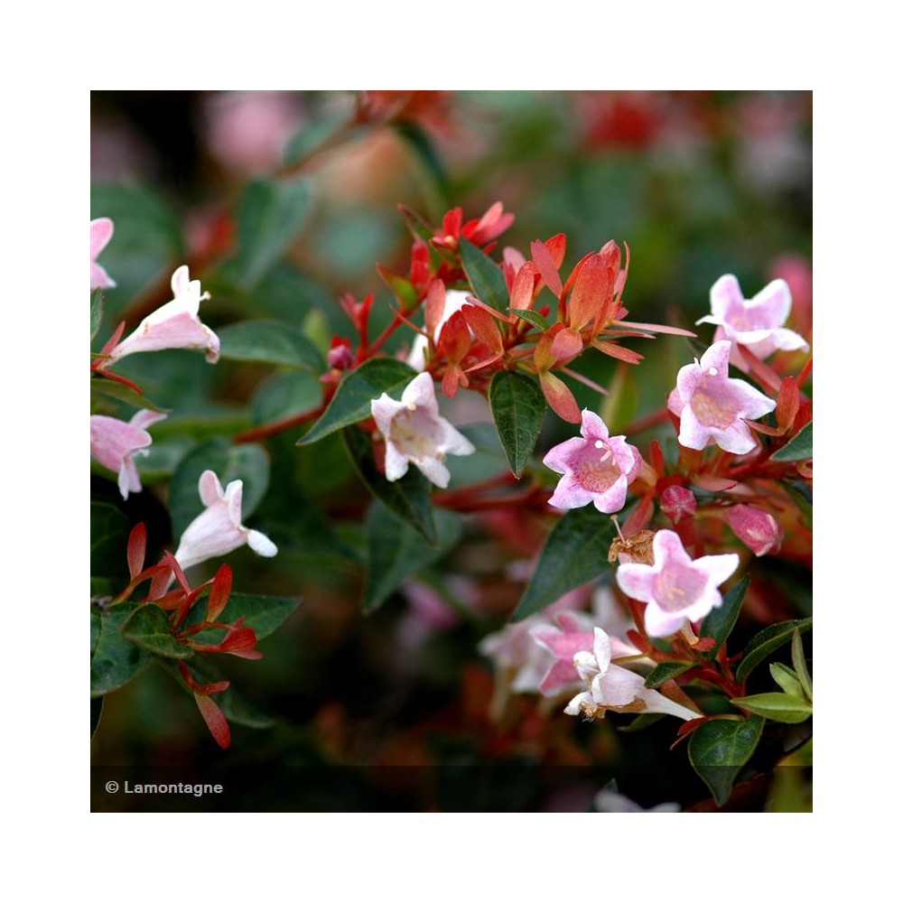 ABELIA grandiflora Sherwood