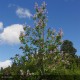 PAULOWNIA tomentosa