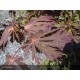 ACER japonicum Aconitifolium