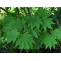 ACER japonicum Meigetsu