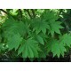 ACER japonicum Meigetsu