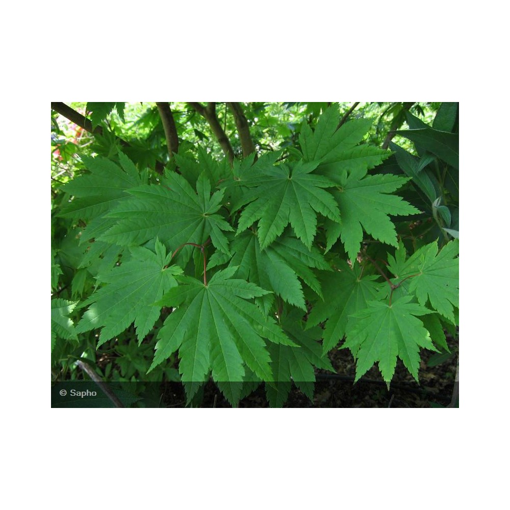 ACER japonicum Meigetsu