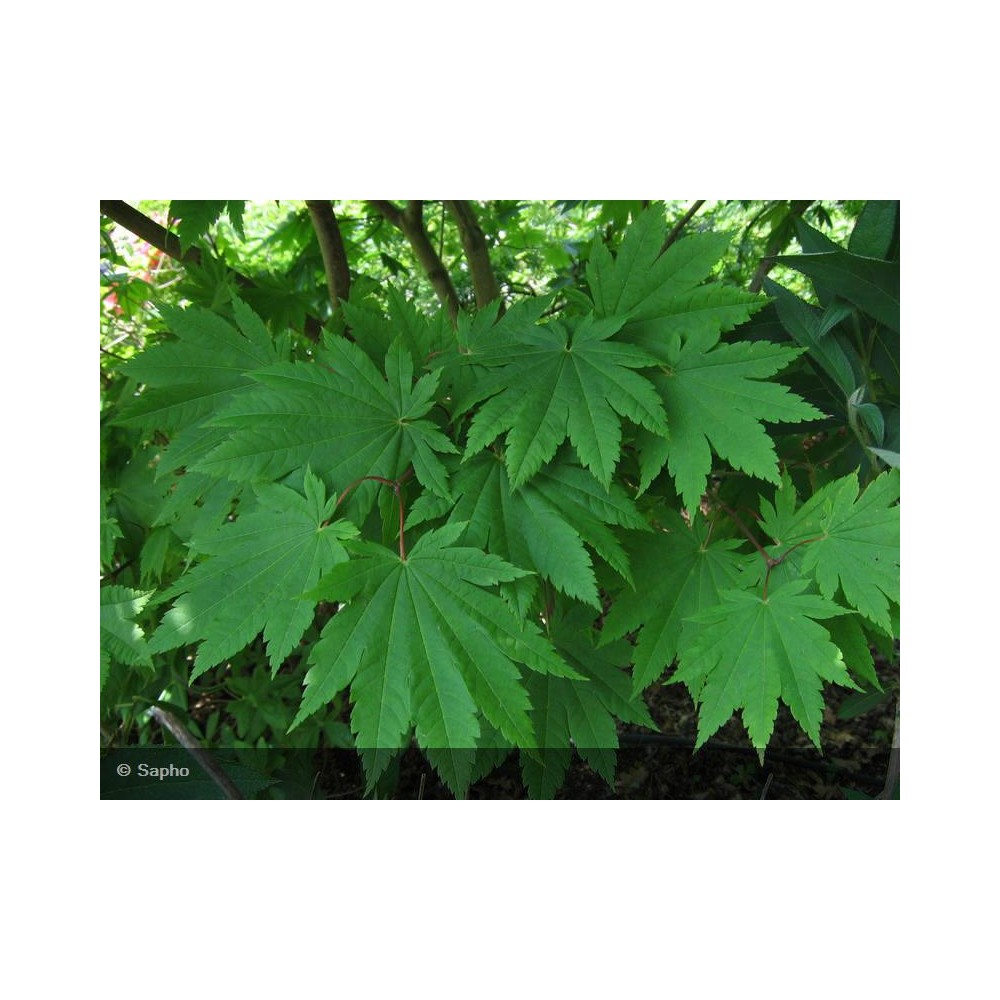 ACER japonicum Meigetsu