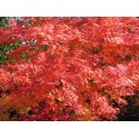 ACER palmatum Aureum