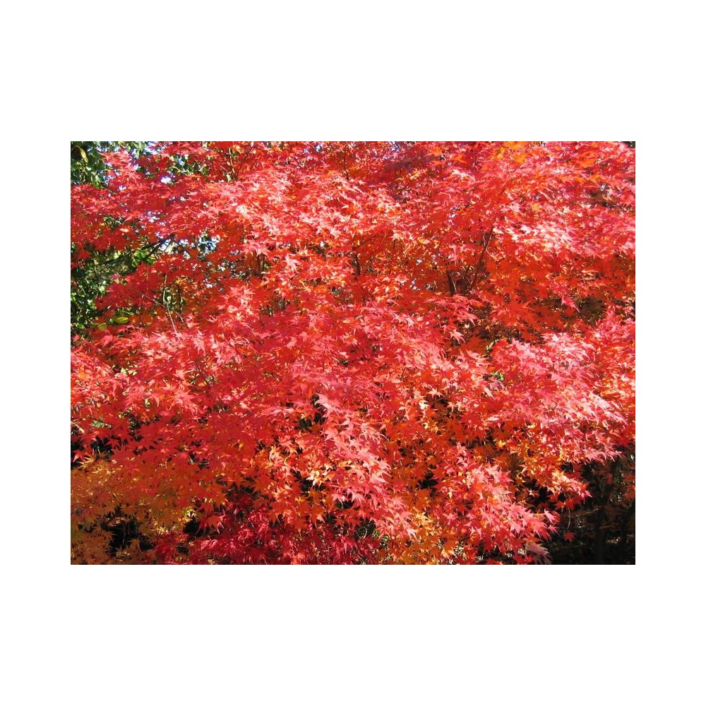 ACER palmatum Aureum