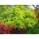 ACER palmatum Aureum