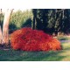 ACER palmatum Dissectum Crimson Queen