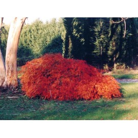 ACER palmatum Dissectum Crimson Queen