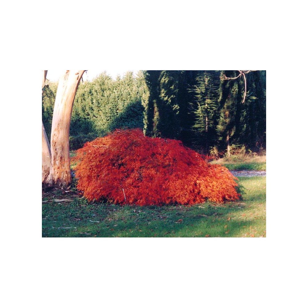ACER palmatum Dissectum Crimson Queen