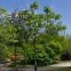 PAULOWNIA tomentosa