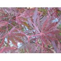 ACER palmatum Dissectum Fire Cracker