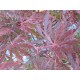 ACER palmatum Dissectum Fire Cracker