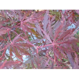 ACER palmatum Dissectum Fire Cracker