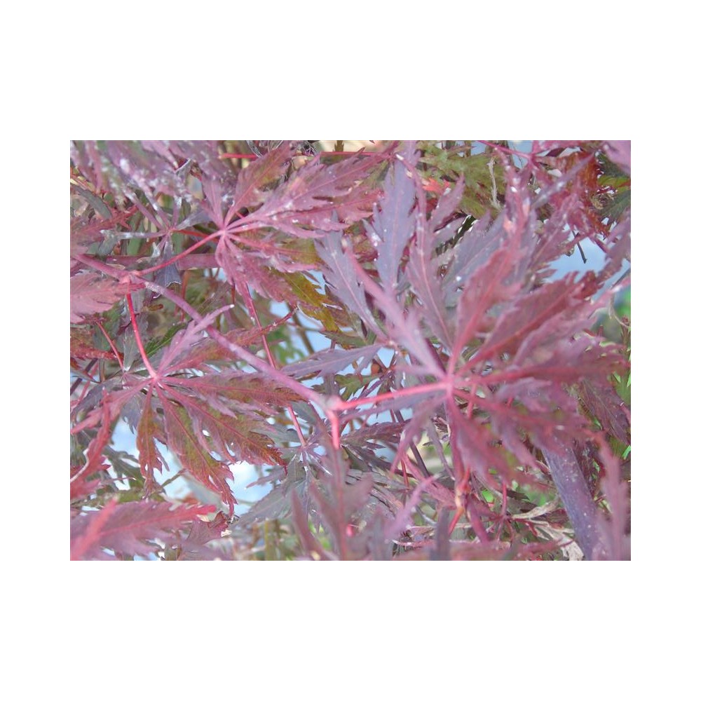 ACER palmatum Dissectum Fire Cracker