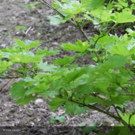 ACER shirasawanum Aureum