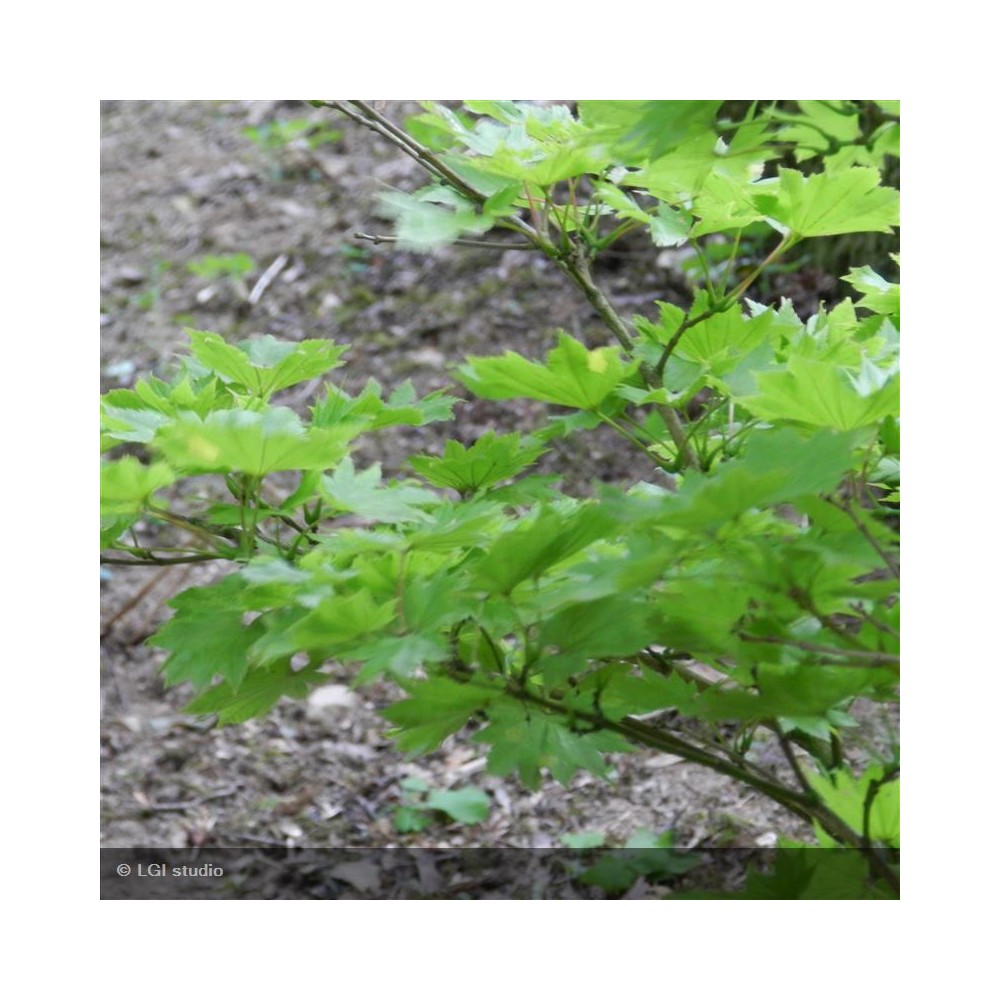 ACER shirasawanum Aureum