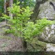 ACER shirasawanum Aureum