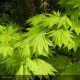 ACER shirasawanum Aureum