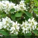 AMELANCHIER alnifolia Obelisk