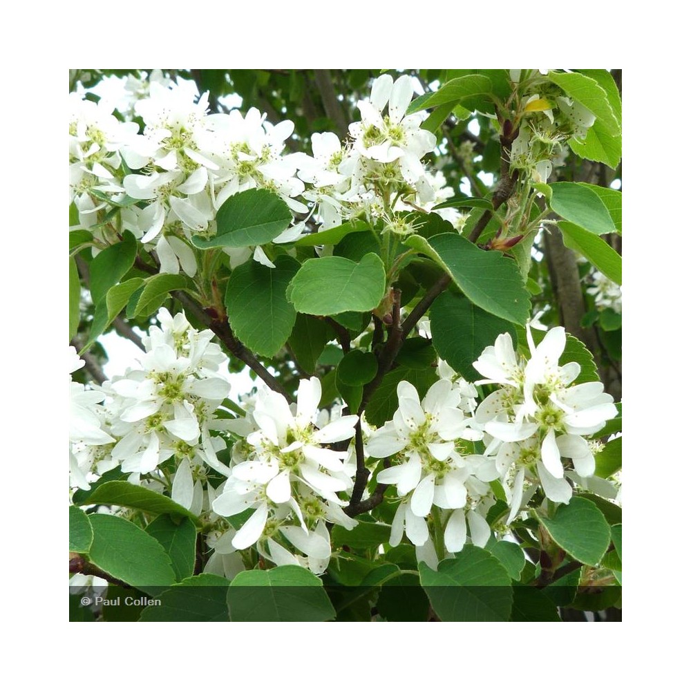 AMELANCHIER alnifolia Obelisk