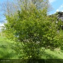 AMELANCHIER lamarckii