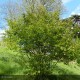 AMELANCHIER lamarckii