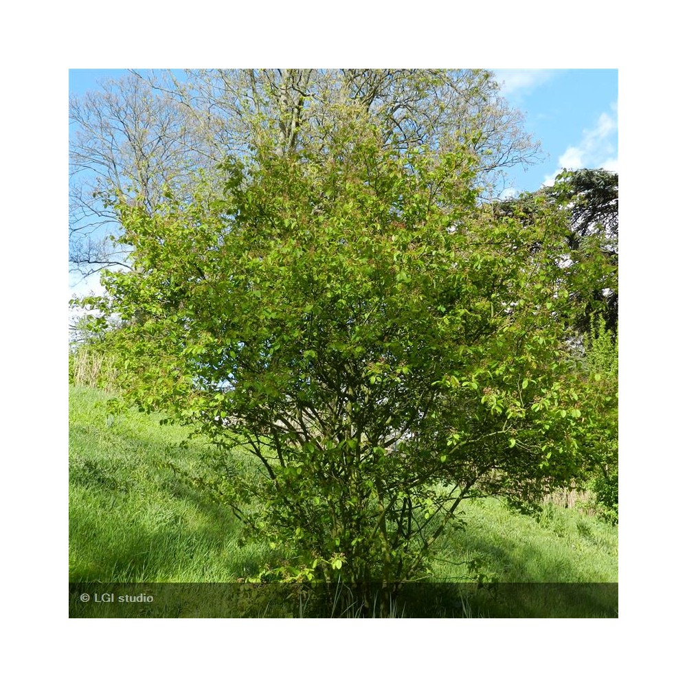 AMELANCHIER lamarckii