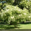 ARALIA elata