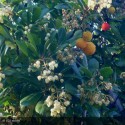 ARBUTUS unedo Compacta