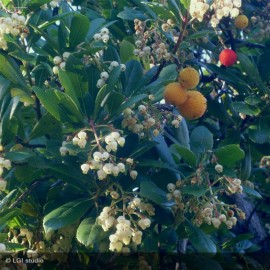 ARBUTUS unedo Compacta