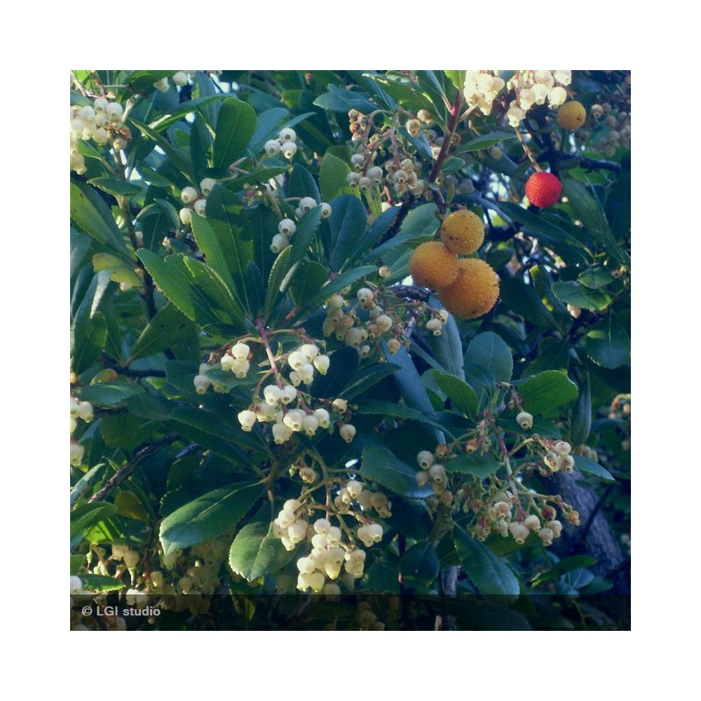 ARBUTUS unedo Compacta