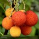 ARBUTUS unedo Compacta