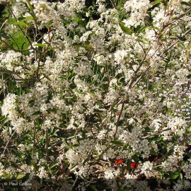 ARONIA arbutifolia Brillant