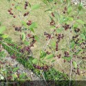 ARONIA x prunifolia