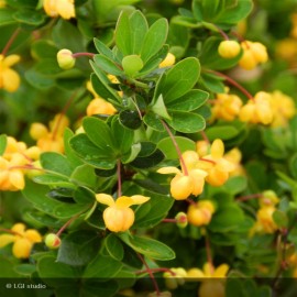 BERBERIS buxifolia Nana