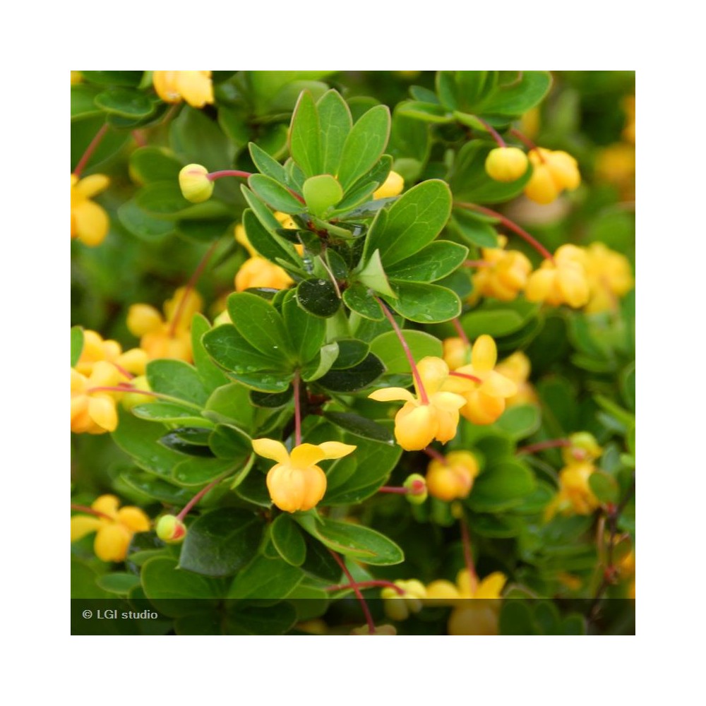 BERBERIS buxifolia Nana