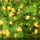 BERBERIS buxifolia Nana