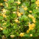 BERBERIS buxifolia Nana