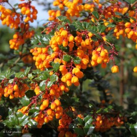 BERBERIS darwinii