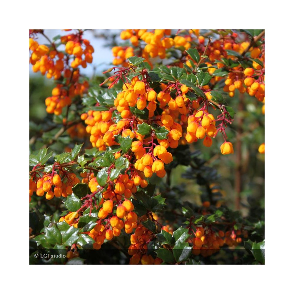 BERBERIS darwinii