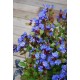 CERATOSTIGMA willmottianum Forest Blue®