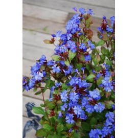 CERATOSTIGMA willmottianum Forest Blue®