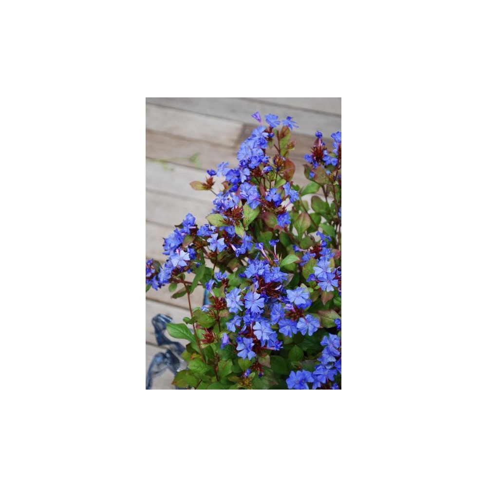 CERATOSTIGMA willmottianum Forest Blue®