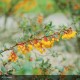 BERBERIS darwinii