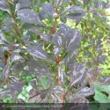 BERBERIS thunbergii Rose glow