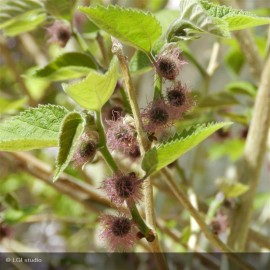 BROUSSONETIA papyfera