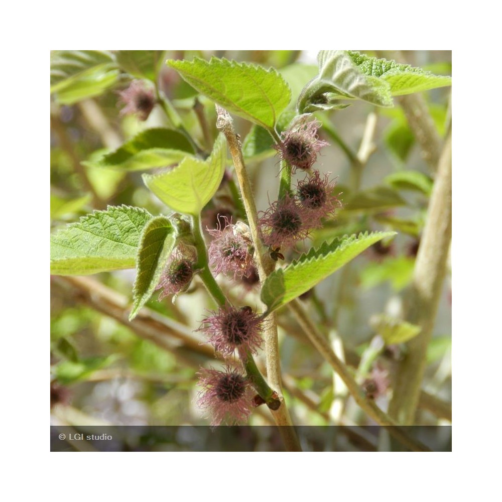 BROUSSONETIA papyfera