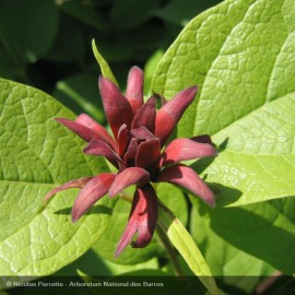 CALYCANTHUS floridus