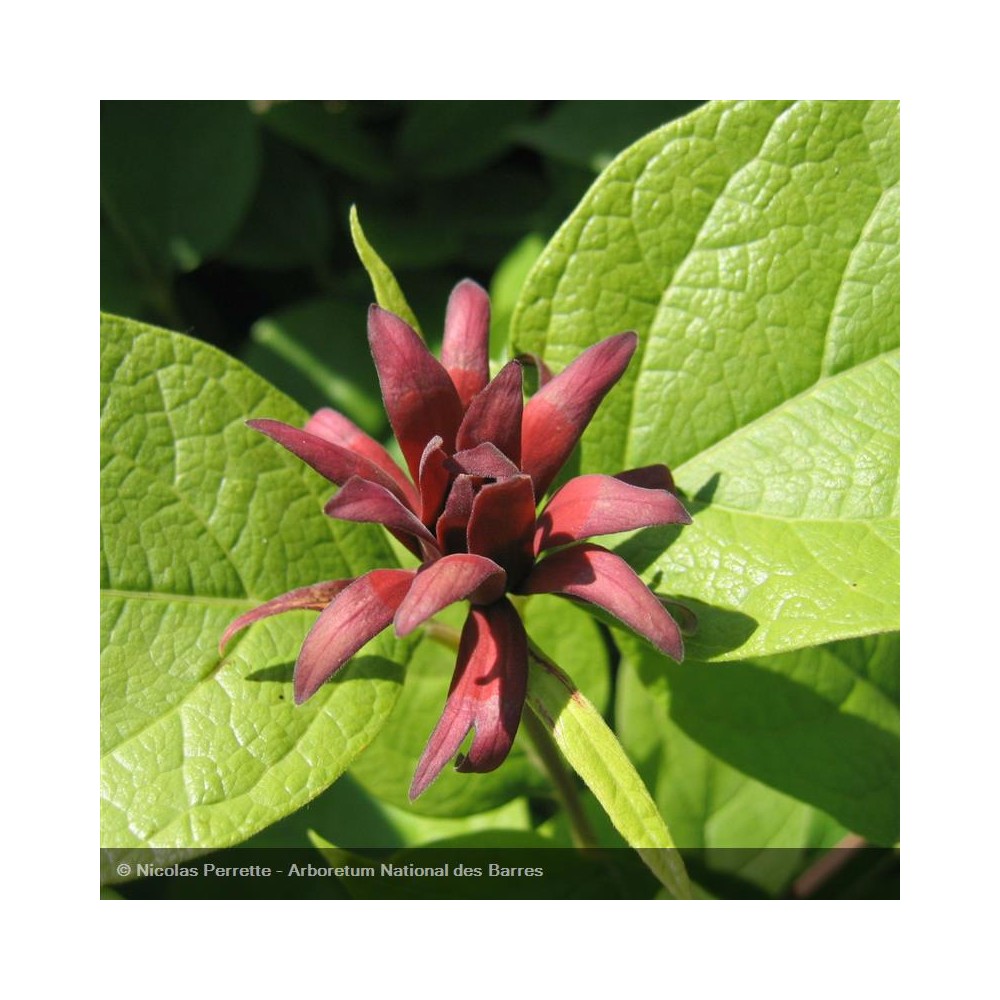 CALYCANTHUS floridus