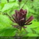 CALYCANTHUS floridus